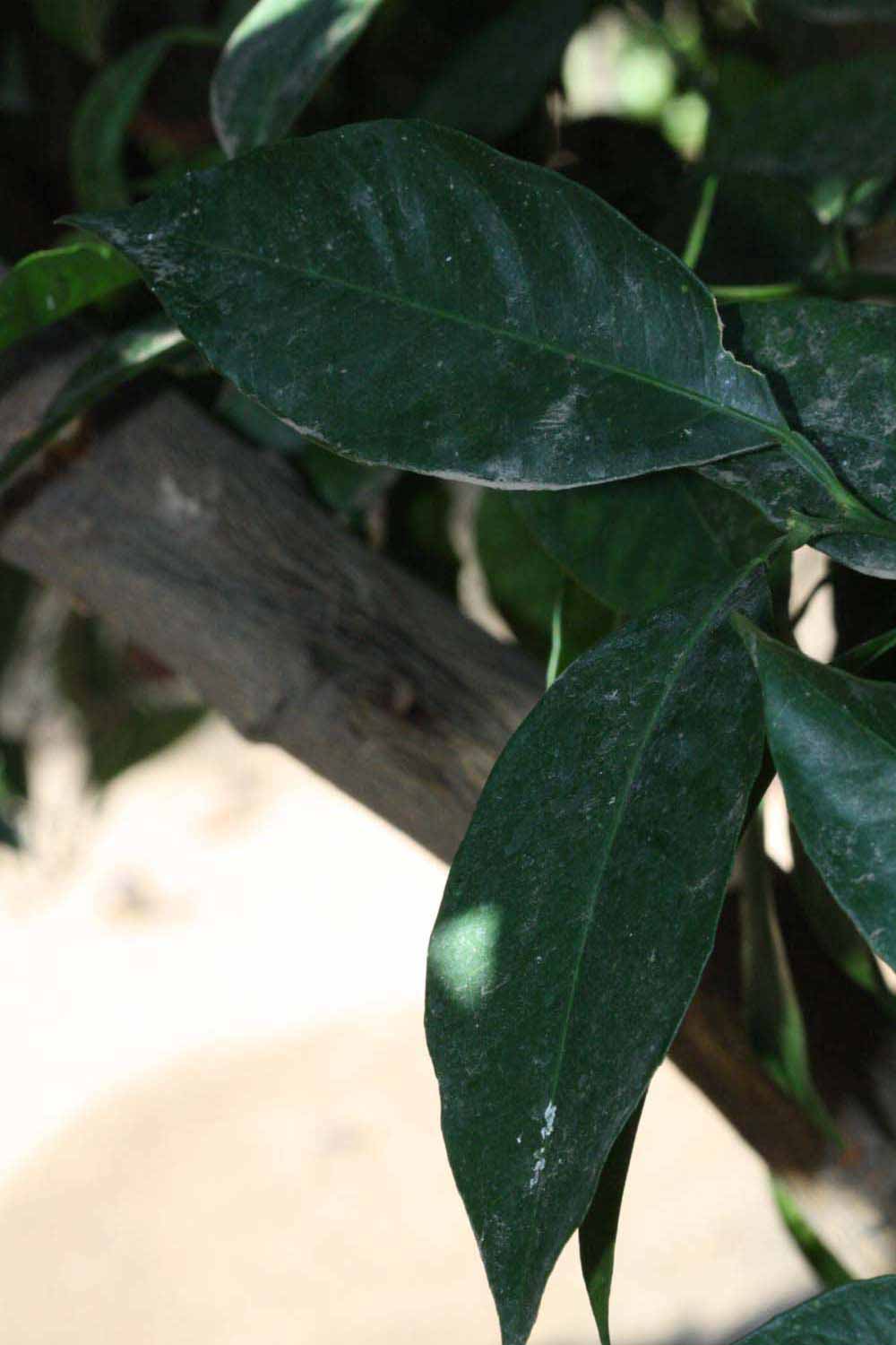              Shade leaves (Riverside, CA)       